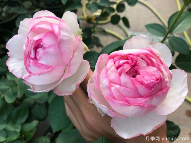 伊芙贵族香水月季(图4)