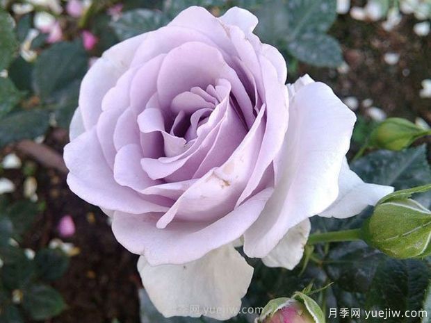 蓝宝石月季/紫香(科德斯)(图2)