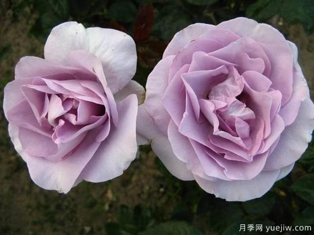 蓝宝石月季/紫香(科德斯)(图4)