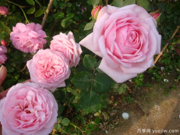 圣埃泽布嘉月季/圣伊莎伯格(图3)