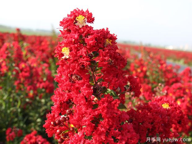 盛夏的紫薇，艳丽火热(图1)