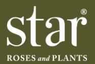 月季育种家：美国Star玫瑰苗圃(Star Roses And Plants)(图1)