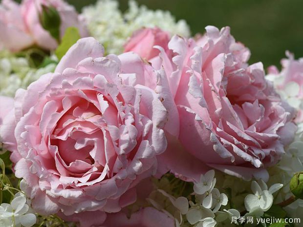 索菲罗莎月季/苏菲罗莎(图2)
