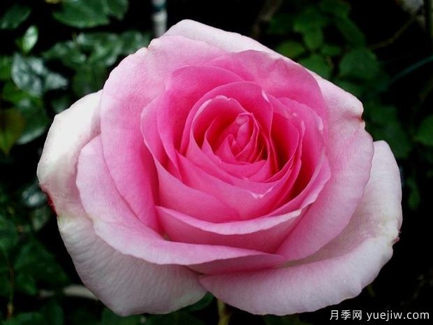 比弗利月季/激情香水月季/粉红完美/索菲达旺(图1)