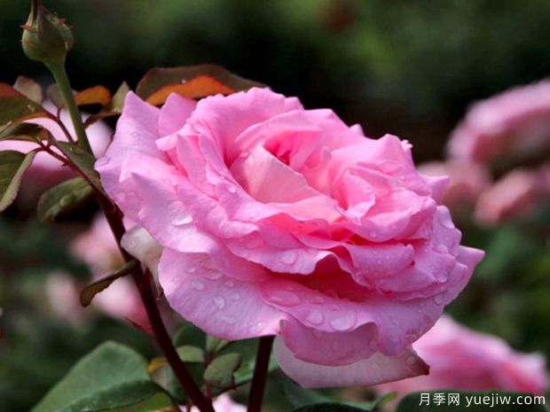 比弗利月季/激情香水月季/粉红完美/索菲达旺(图4)