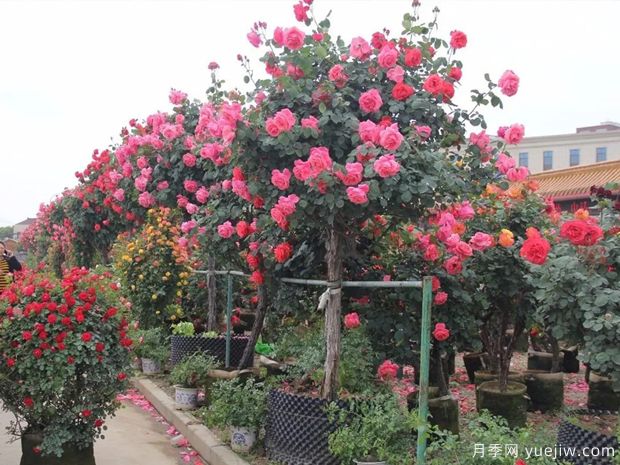 花木城：常州夏溪花木市场(图2)