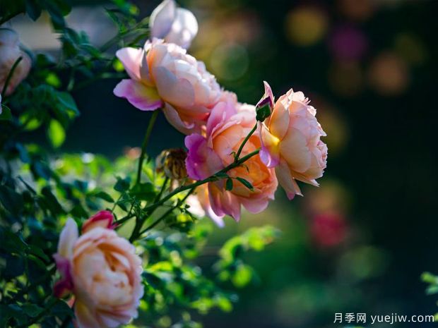 信阳月季应用和景观图集(图3)