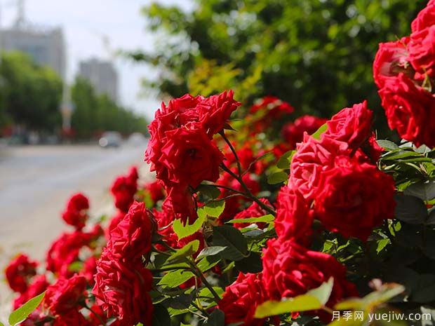 铜川月季市花文化和景观图集(图1)