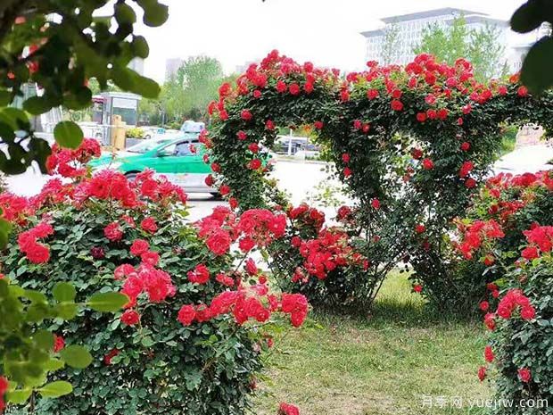 铜川月季市花文化和景观图集(图3)