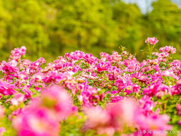 新余月季市花文化和景观图集(图1)