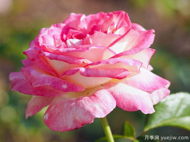甜蜜喜悦 (2).jpg