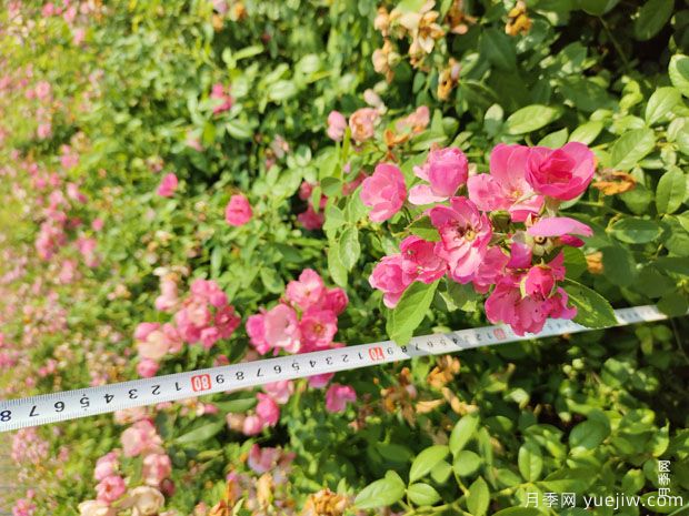 安吉拉月季盆栽苗，60厘米高基地发货