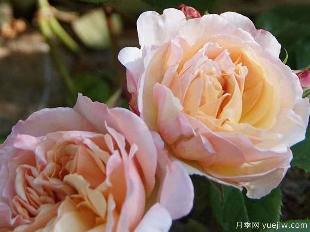 宝拉马萨德夫人月季/波勒马萨德夫人月季(图1)