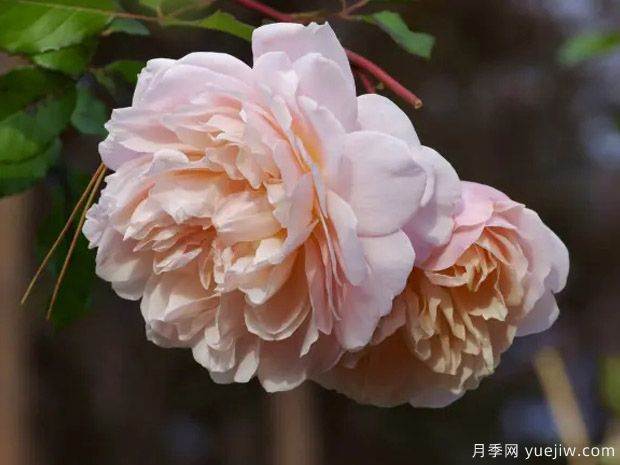 宝拉马萨德夫人月季/波勒马萨德夫人月季(图2)
