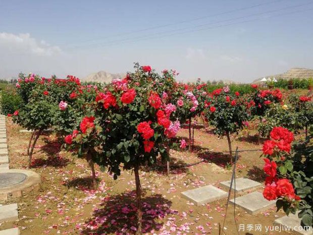 白银月季市花文化和景观图集(图2)