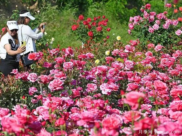 天水月季市花文化和景观图集(图1)