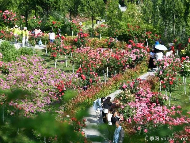 天水月季市花文化和景观图集(图2)