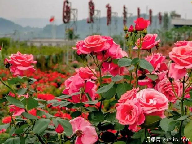 绵阳月季市花文化和景观图集(图2)