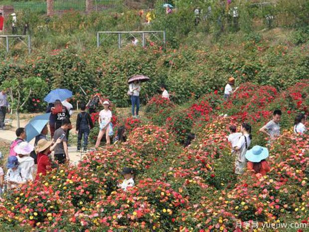 绵阳月季市花文化和景观图集(图3)