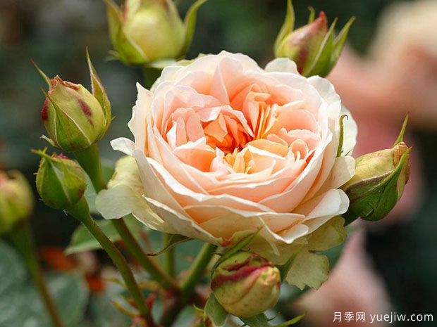 马蒂亚斯克劳迪斯月季(图1)