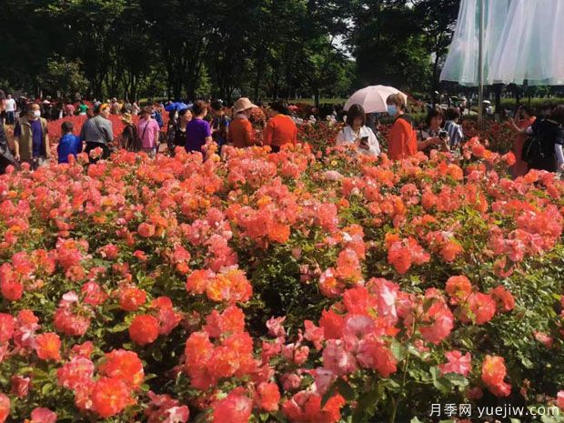 春天月季盛开，德阳的市花月季该有多美！(图1)