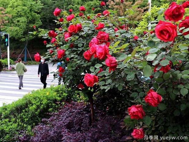 十堰市花文化和月季景观(图1)