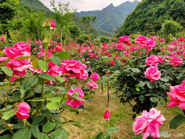 十堰市花文化和月季景观(图2)