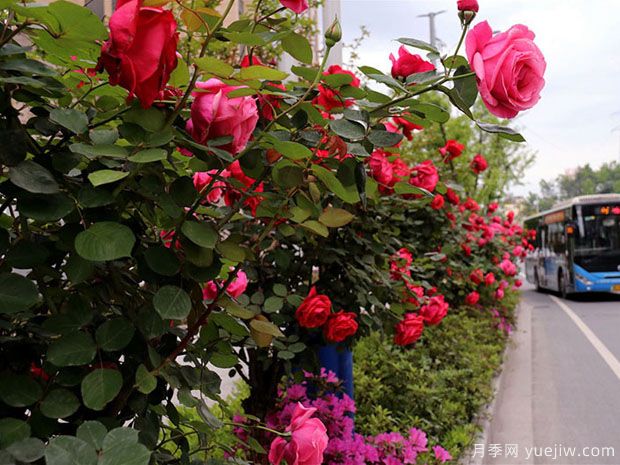 十堰市花文化和月季景观(图3)