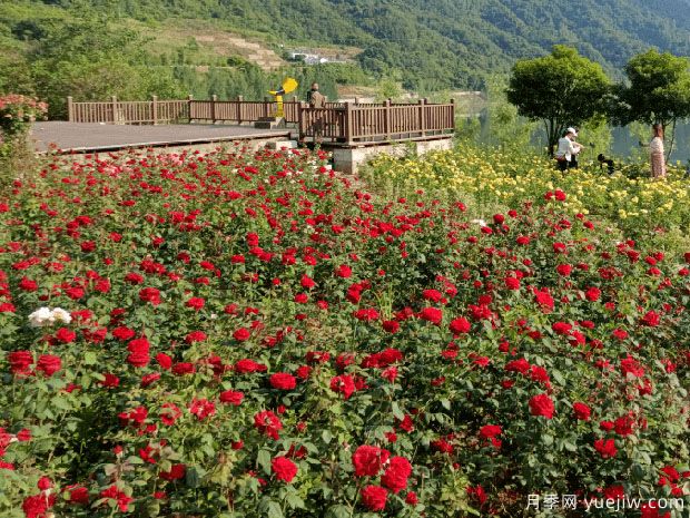 十堰市花文化和月季景观(图4)