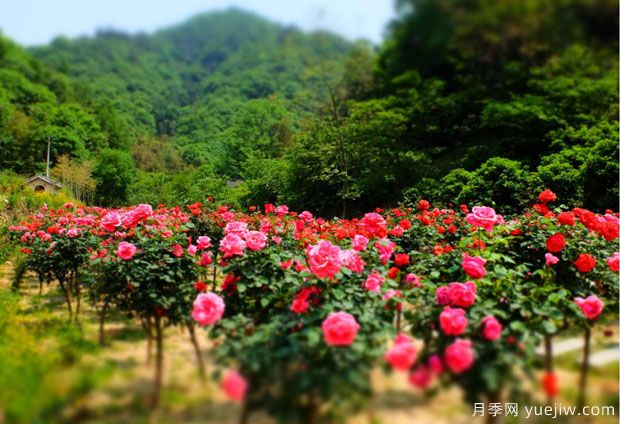 大美月季，十堰这几处的月季花海等你来观赏(图3)