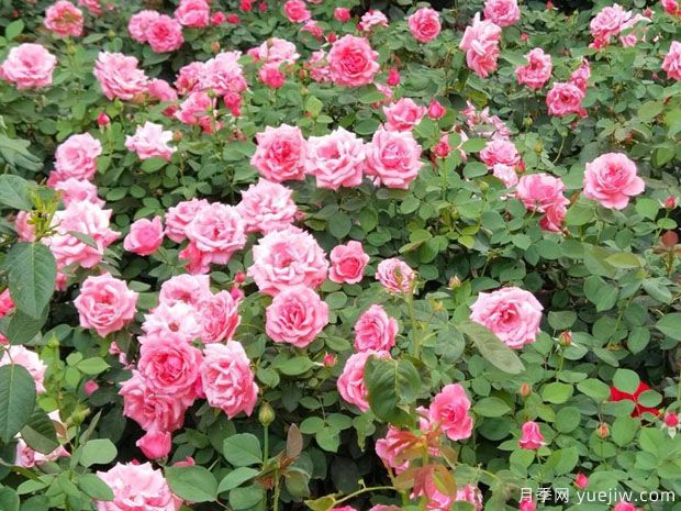 晋中月季市花文化和景观(图1)