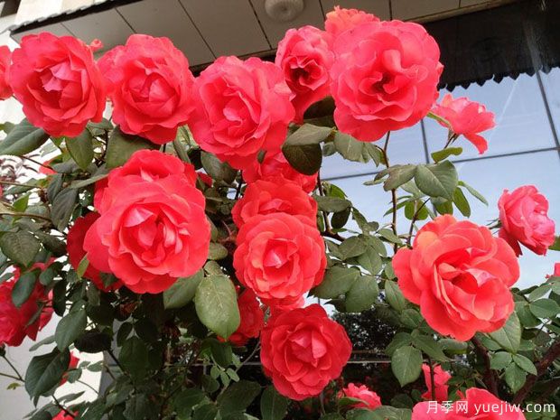 晋中月季市花文化和景观(图2)