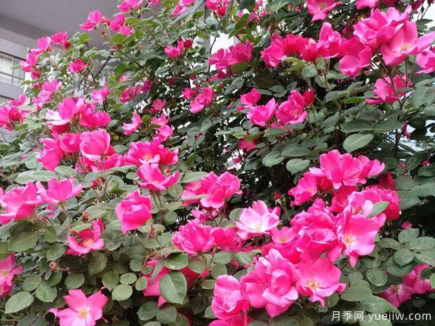 晋中月季市花文化和景观(图4)