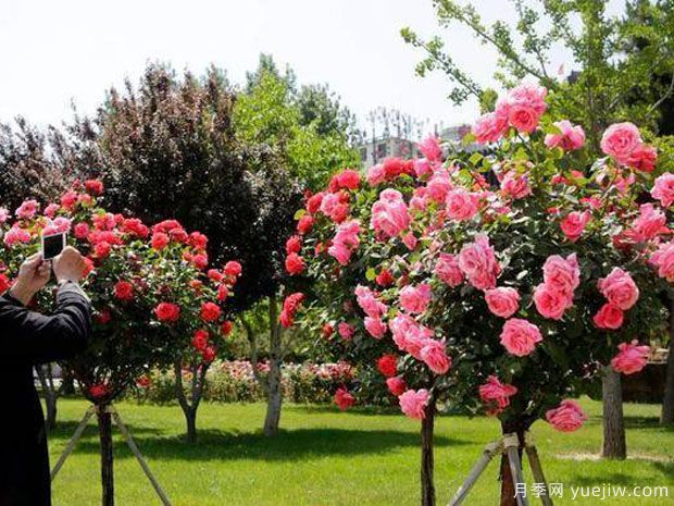 长治月季市花文化和景观图集(图4)