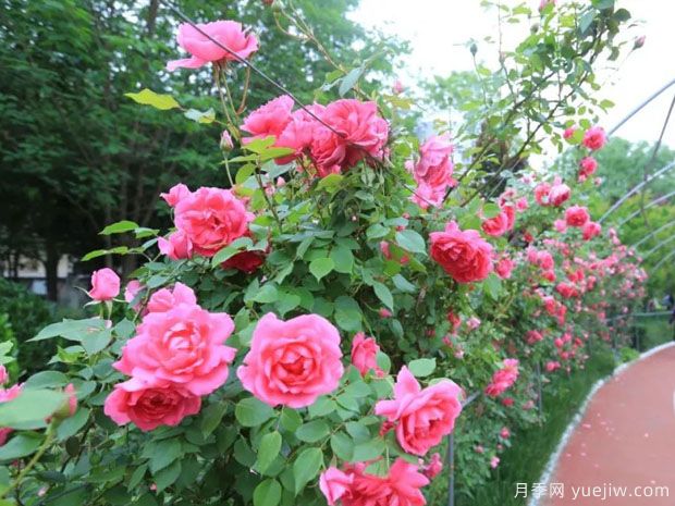 运城月季市花文化和景观图集(图1)