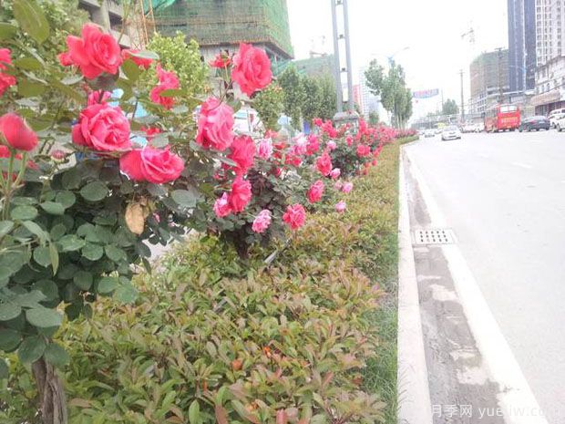 运城月季市花文化和景观图集(图2)