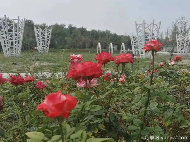 运城月季市花文化和景观图集(图3)