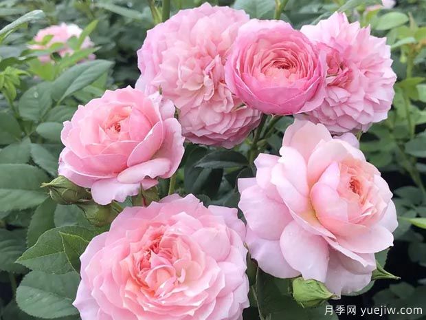 康斯坦茨月季(图5)