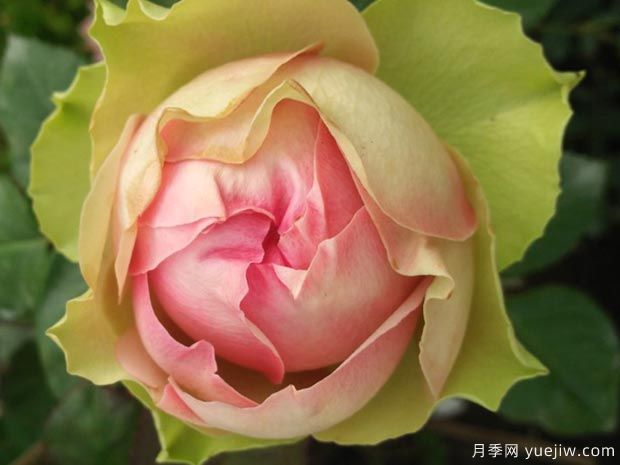 ​3个特别的月季花， 不愁没花看(图3)