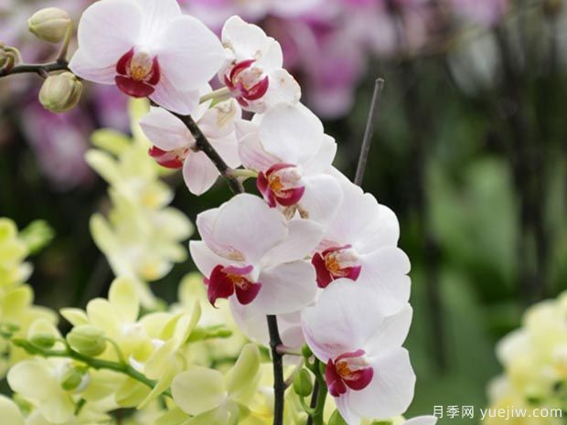 兰花 (2).jpg