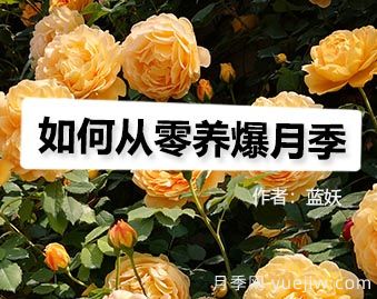 月季图书：蓝妖《如何从零养爆月季》(图1)