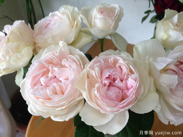 伊芙心愿月季优缺点(图1)