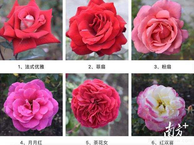 东莞植物园83个月季花品种盛放，教你如何种月季(图1)