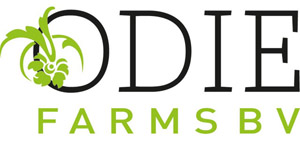 月季育种家：​荷兰Odie Farm月季公司(图1)