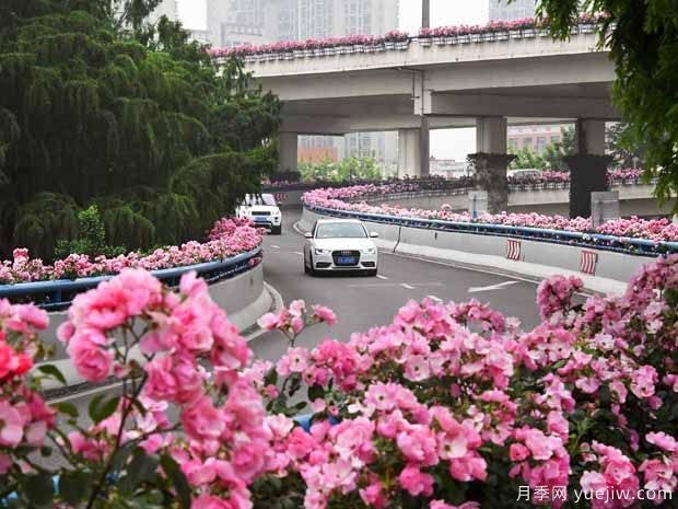 高架月季土壤配比办法(图1)