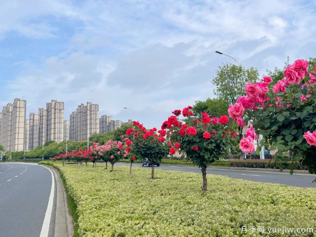 常州月季市花文化和景观图集(图3)