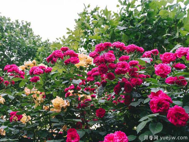 常州月季市花文化和景观图集(图4)