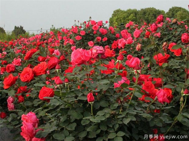 葫芦岛月季市花文化和景观图集(图1)