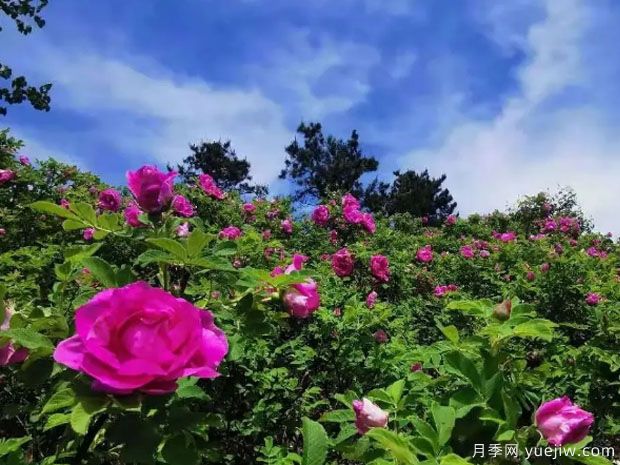 抚顺玫瑰市花文化和月季景观(图2)