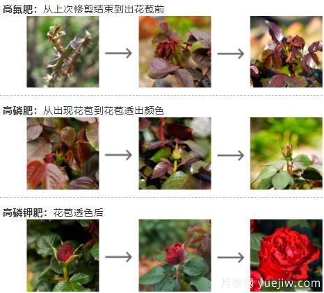 月季秋季施肥养护和注意事项(图1)